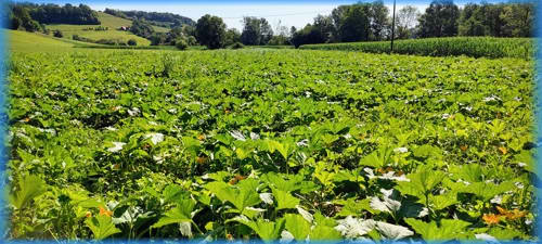 Süd-Steiermark und Burgenland 2023